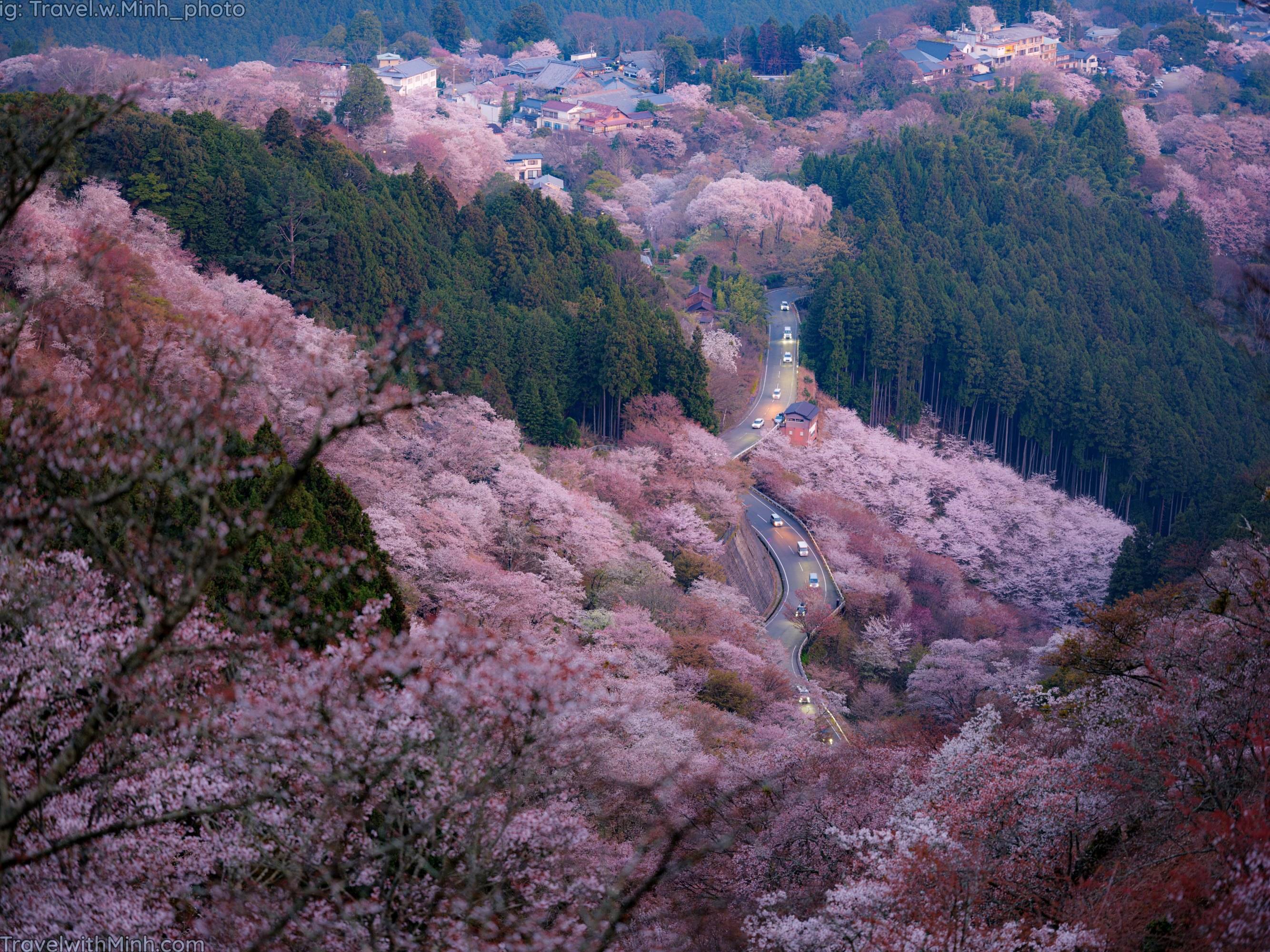 🌸 요시노 매화 공원 (요시노바이고 우메노코엔) 이미지 6
